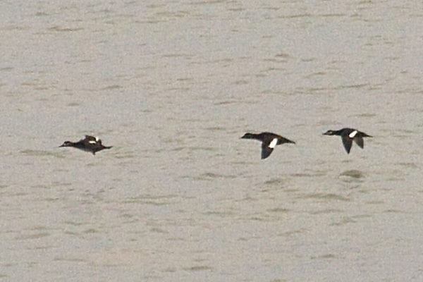 Velvet Scoter (Tony Morris)