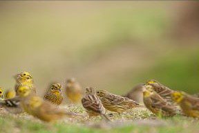 Yellowhammer-48-Edward-W-Delaney-300x200 (2)