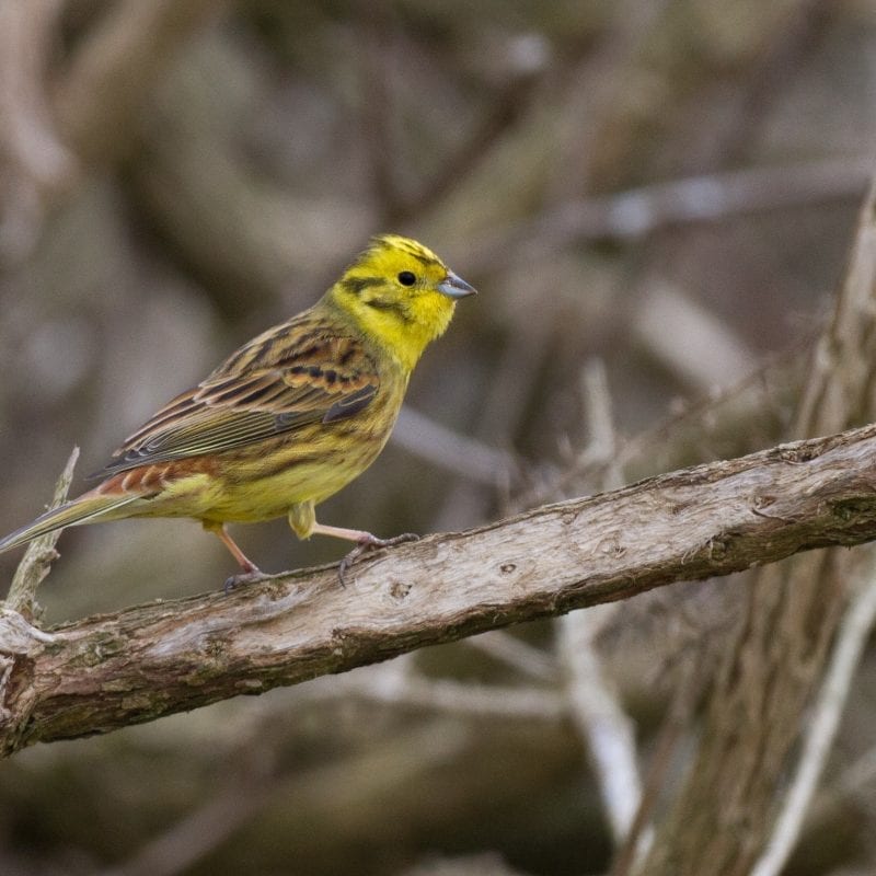 yellowhammer-standing-on-branch