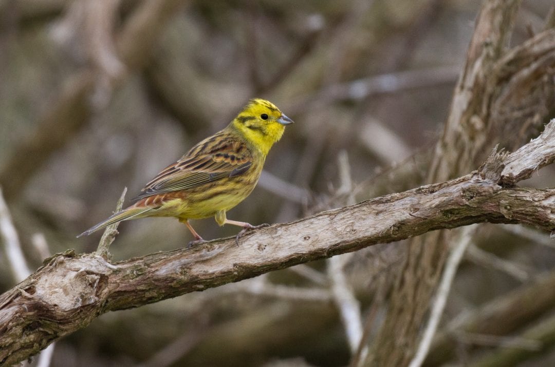 yellowhammer-standing-on-branch