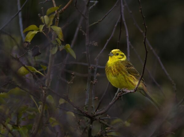 Nesting Season 101 – Hedge-cutting and the Law - BirdWatch Ireland