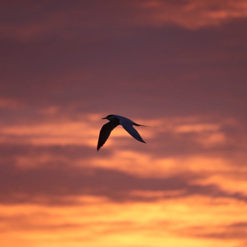 common-tern-flying-with-pink-sky