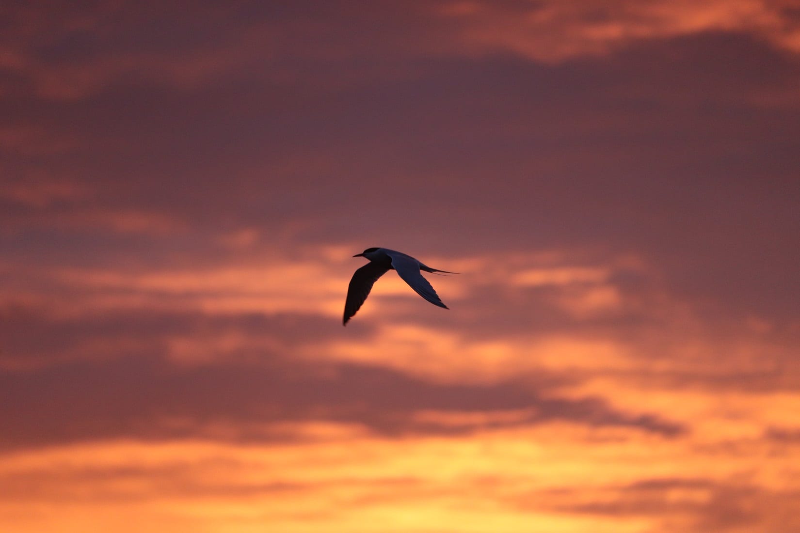 common-tern-flying-with-pink-sky