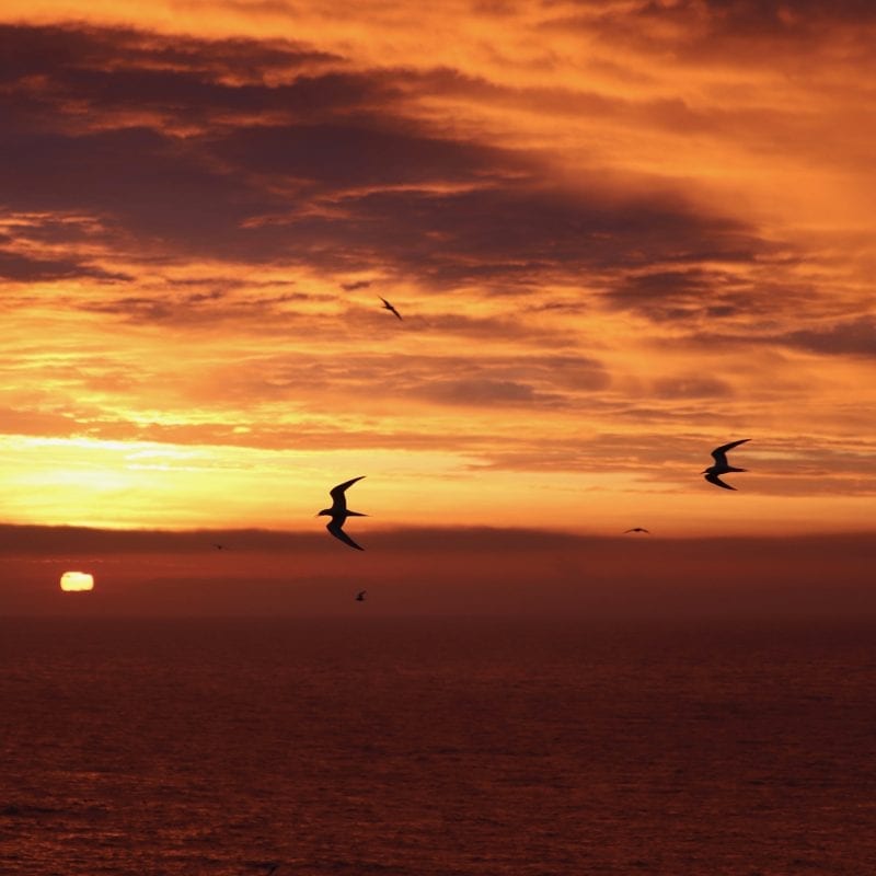 Common-tern-silhouettes-at-sunset