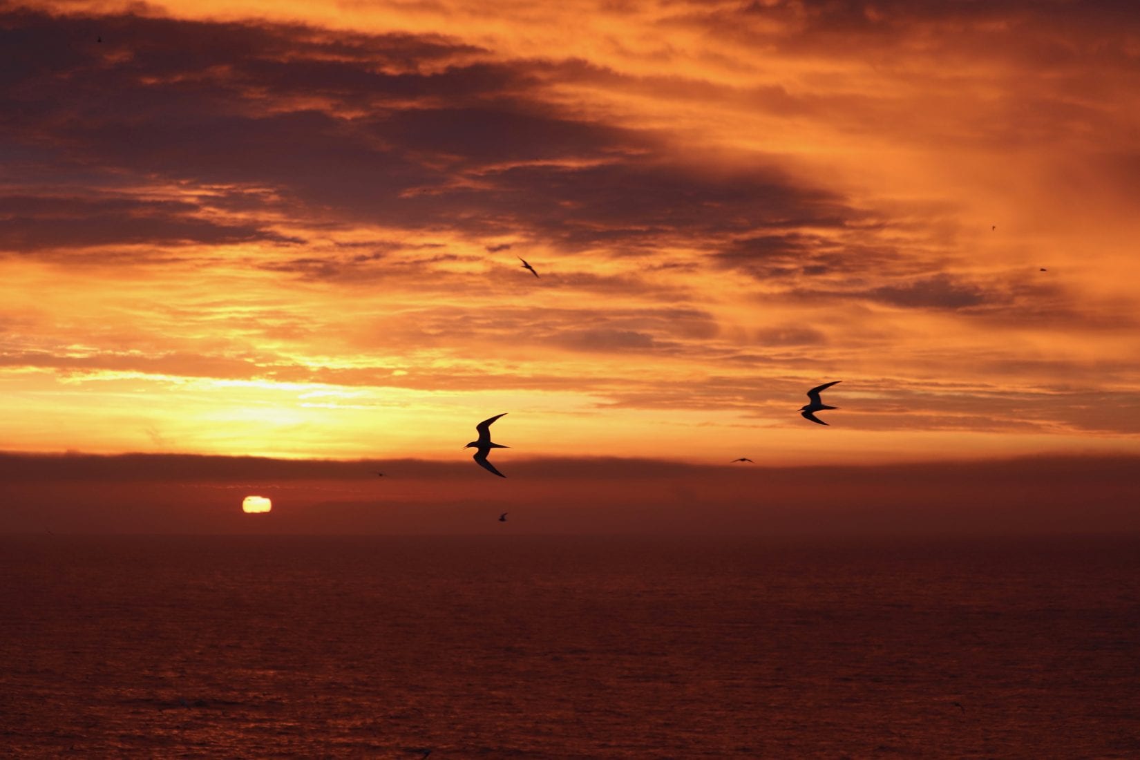 Common-tern-silhouettes-at-sunset
