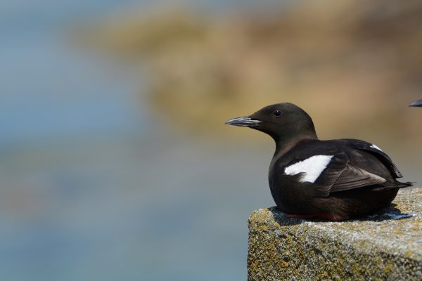 Black Guillemot (Brian Burke)