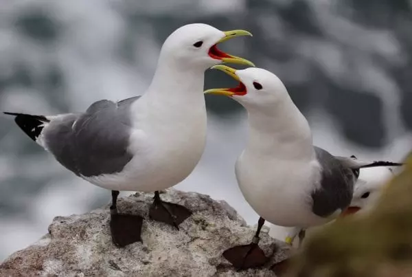 kittiwakes-on-cliff-on-rockabill-lorna-gill
