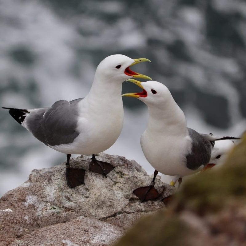 kittiwakes-on-cliff-on-rockabill-lorna-gill