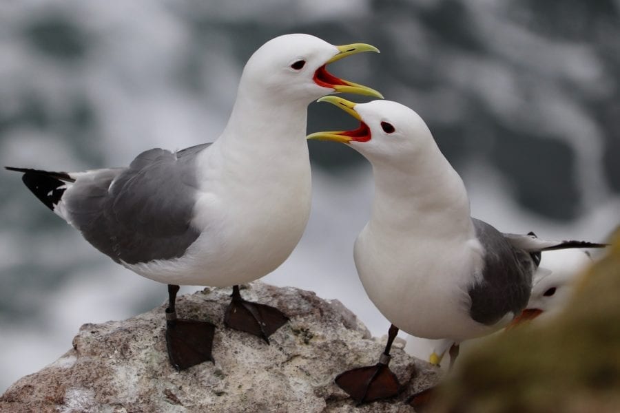 kittiwakes-on-cliff-on-rockabill-lorna-gill
