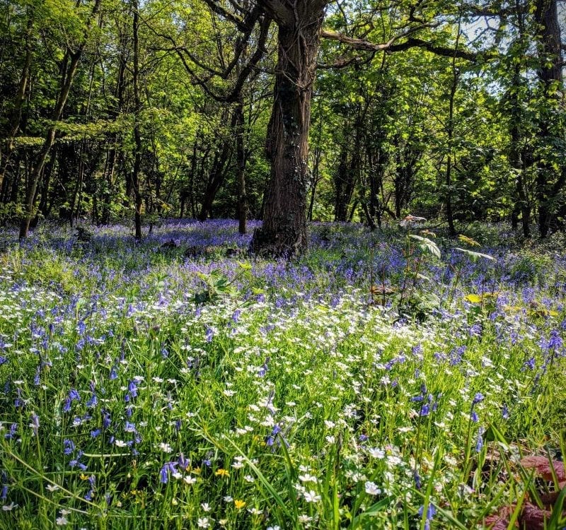 woodland-flowers-in-bloom