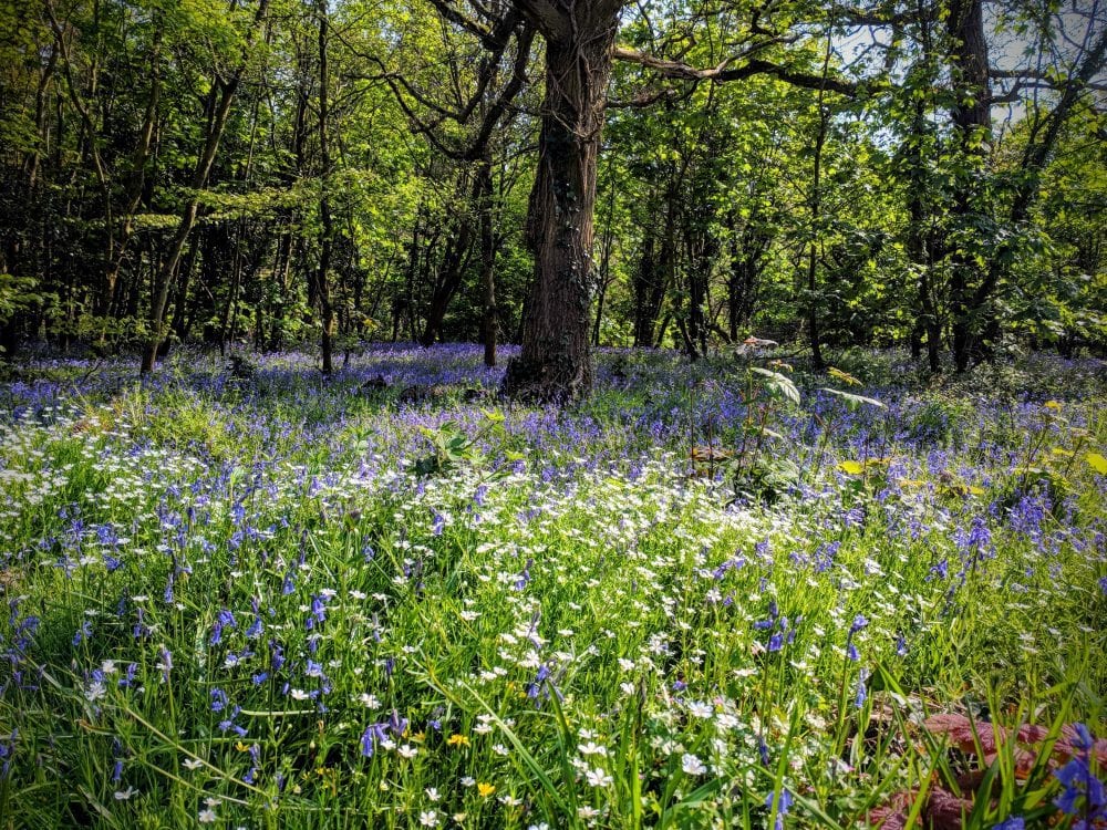 woodland-flowers-in-bloom