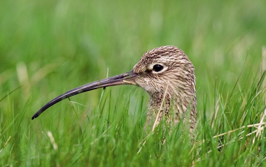 Curlew-uncropped-Grass-Mike Brown