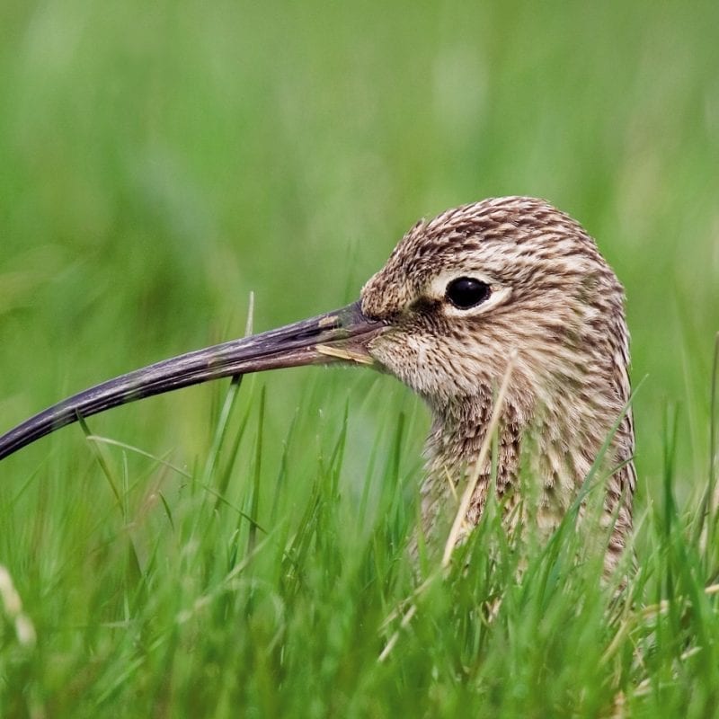 Curlew-uncropped-Grass-Mike Brown