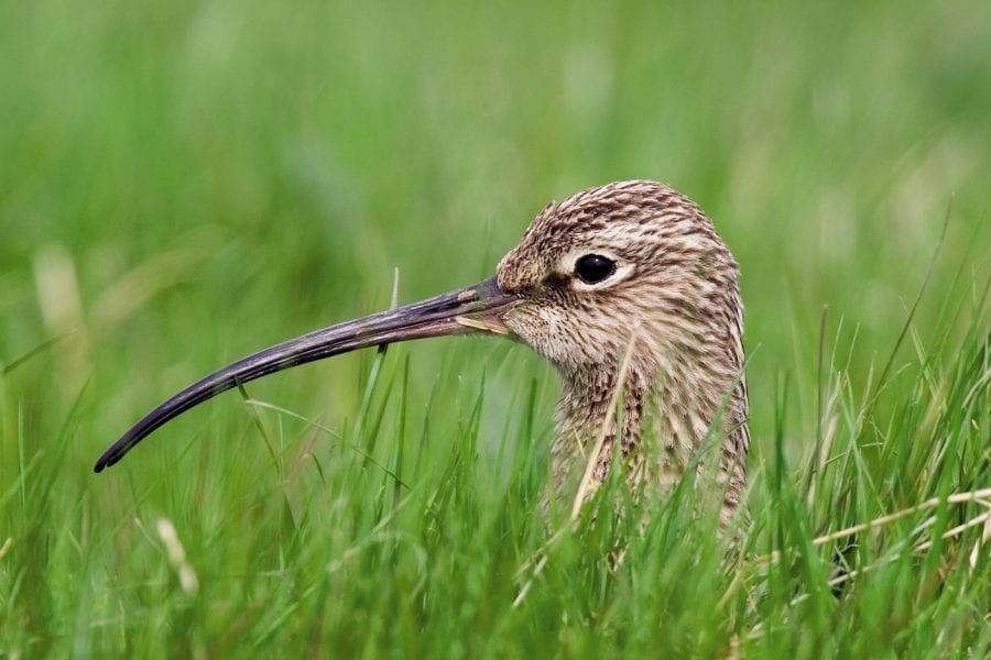 Curlew-uncropped-Grass-Mike Brown