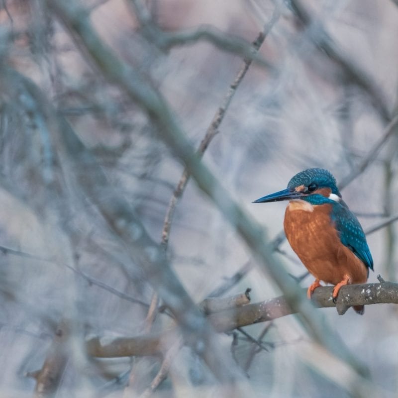 kingfisher-perched-on-a-branch