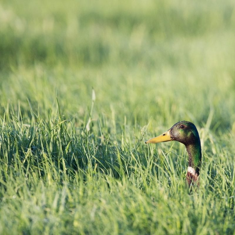 mallard-sticking-head-up-out-of-deep-grass