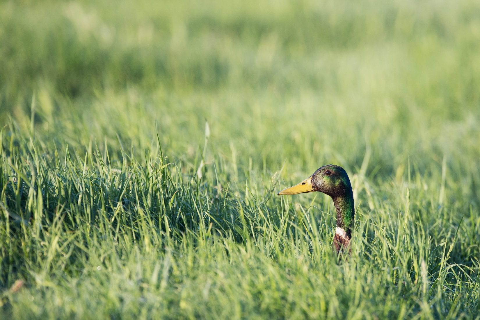 mallard-sticking-head-up-out-of-deep-grass