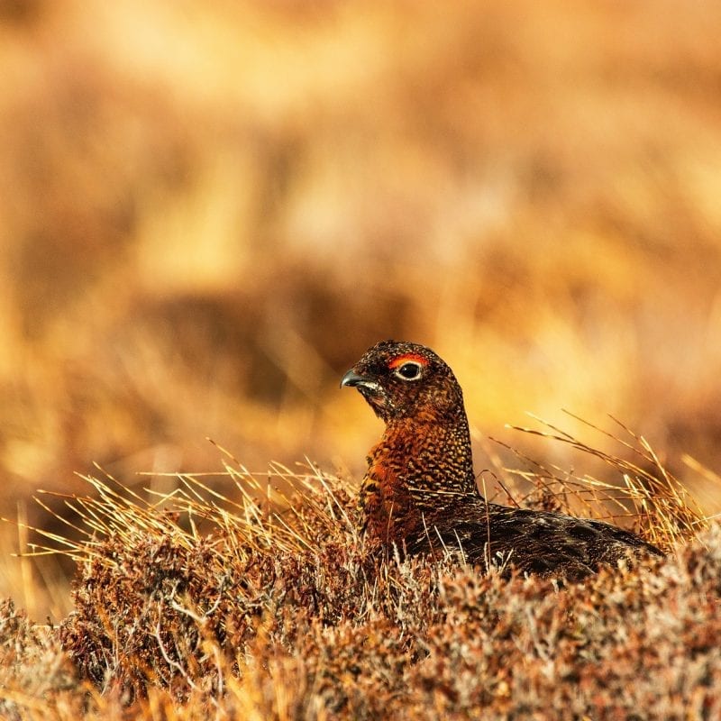 red-grouse-sitting-in-heather