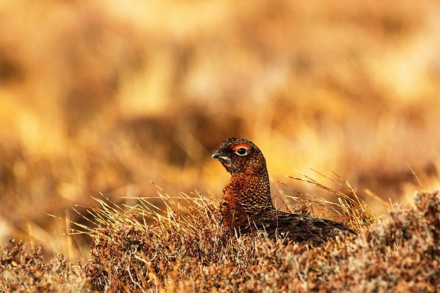 red-grouse-sitting-in-heather
