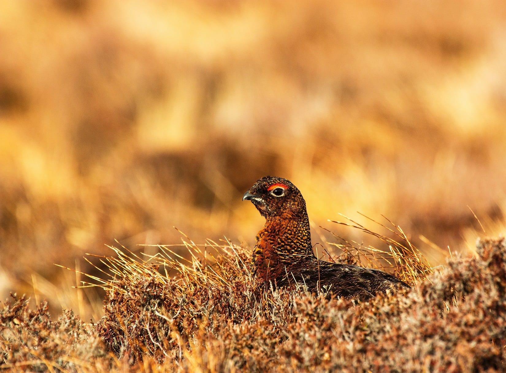 red-grouse-sitting-in-heather