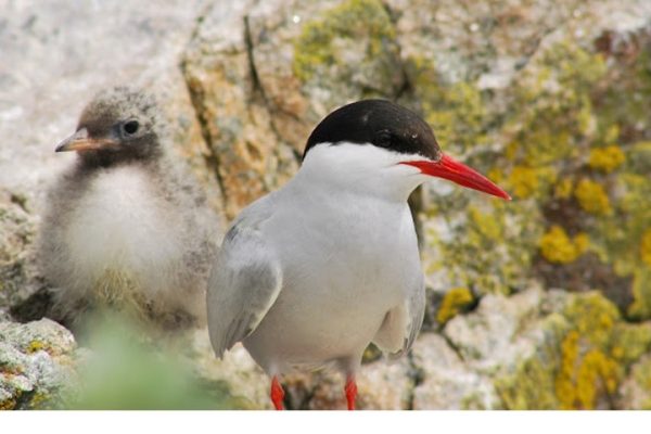 Arctic Tern and Chick