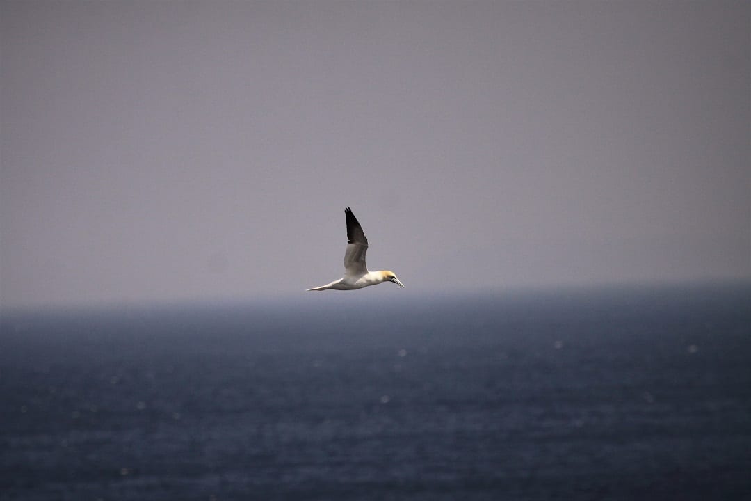 Gannet-Ocean-At-Sea
