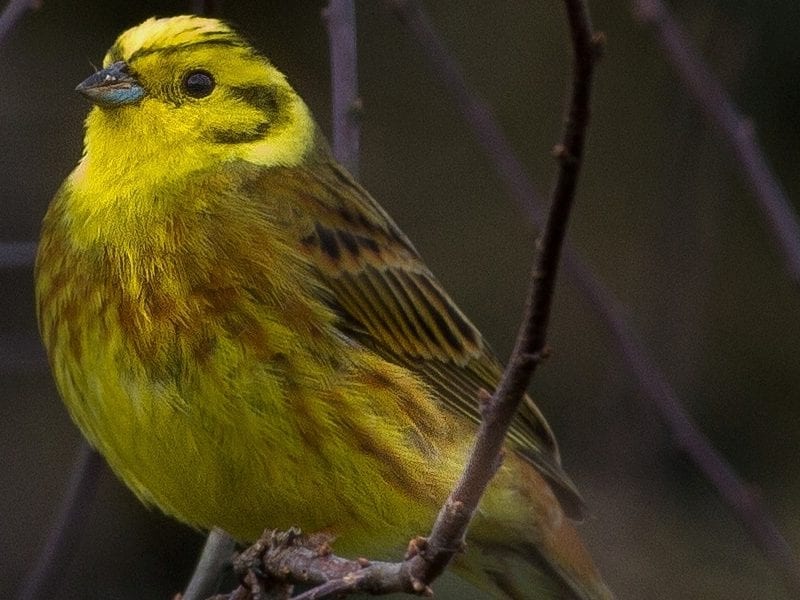 A bright yellow male Yellowhammer in hedgerow habitat