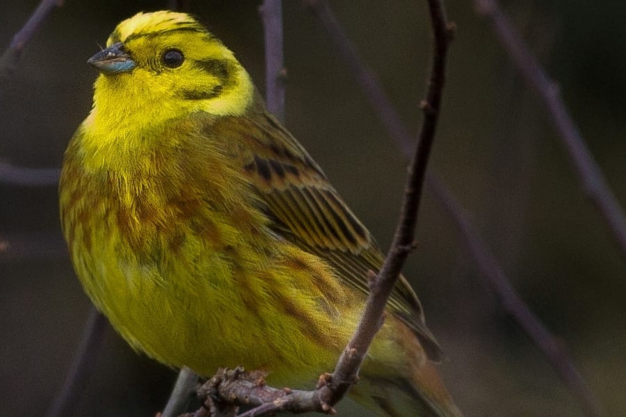 A bright yellow male Yellowhammer in hedgerow habitat