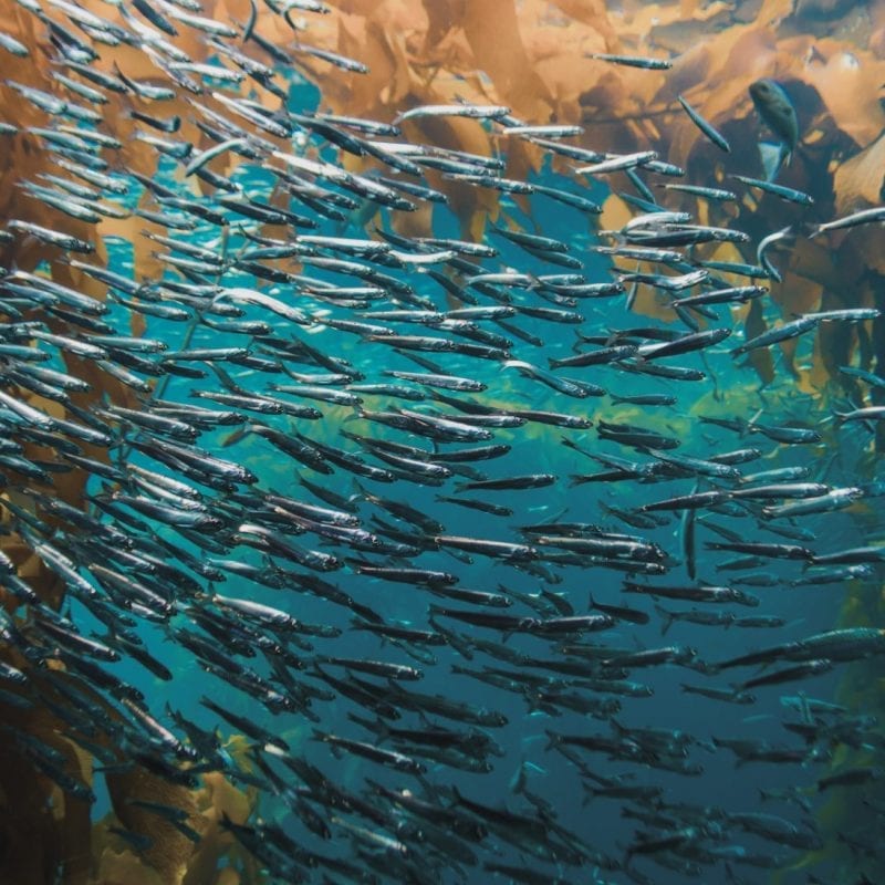 shoal of fish swimming