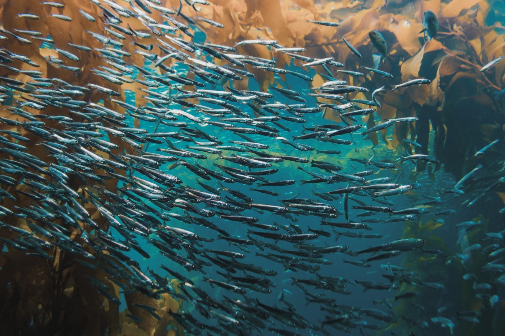 shoal of fish swimming