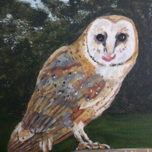 Barn Owl 5pk - Avril Stanley