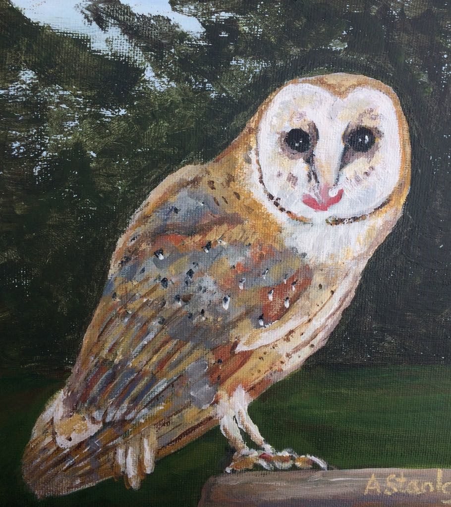 Barn Owl