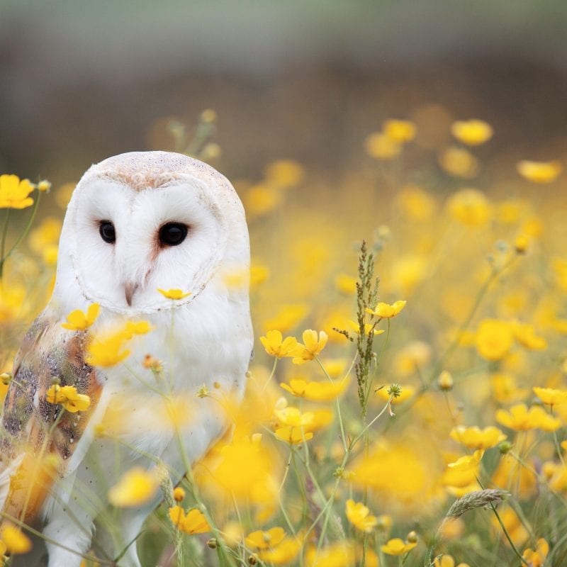 barn-owl-in-a-field-of-buttercups