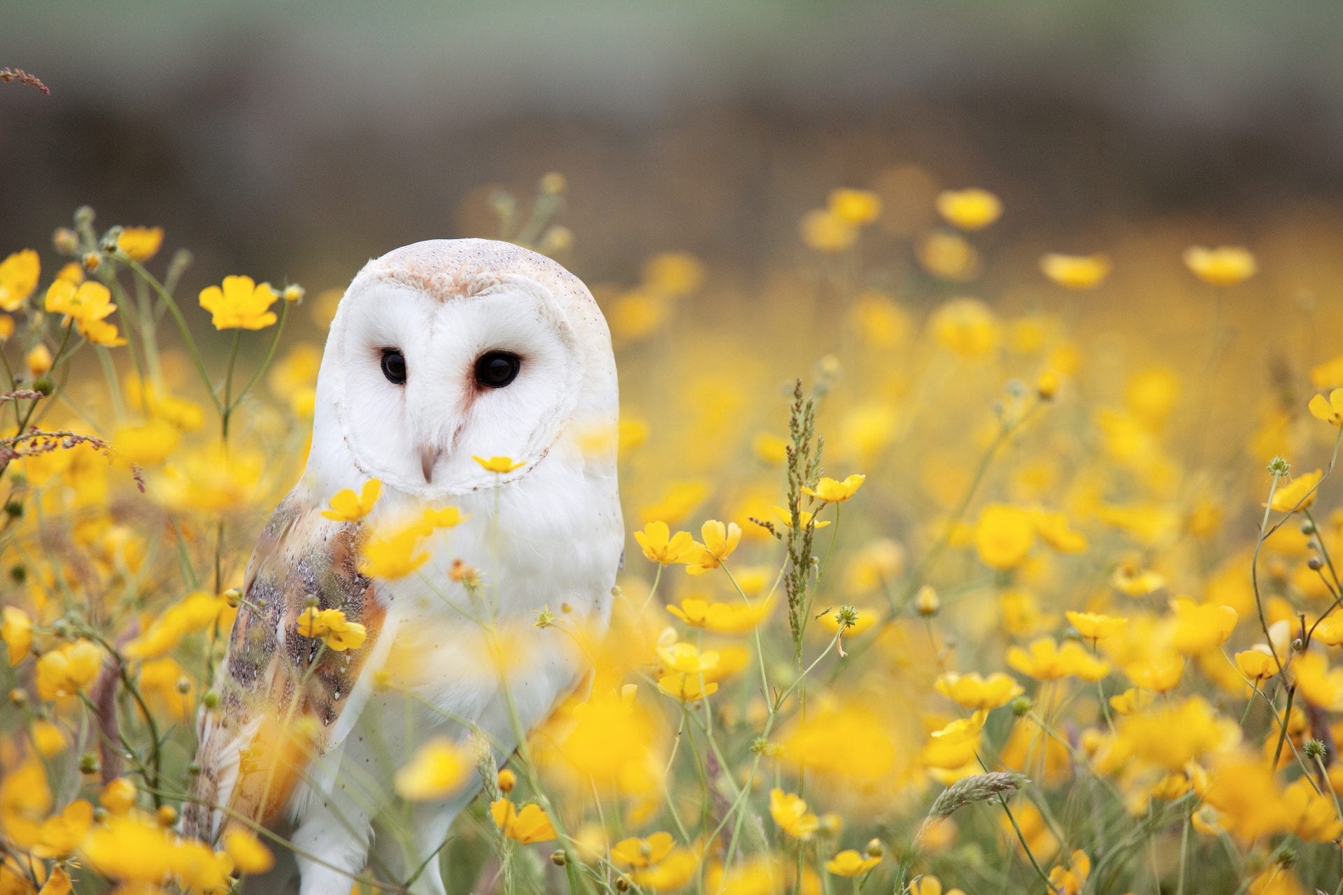 barn-owl-in-a-field-of-buttercups