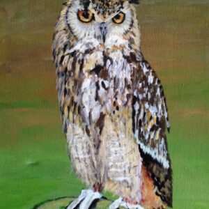 Long-Eared Owl - Avril Stanley
