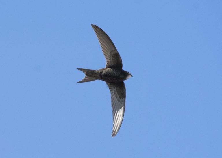 Swift Conservation - BirdWatch Ireland