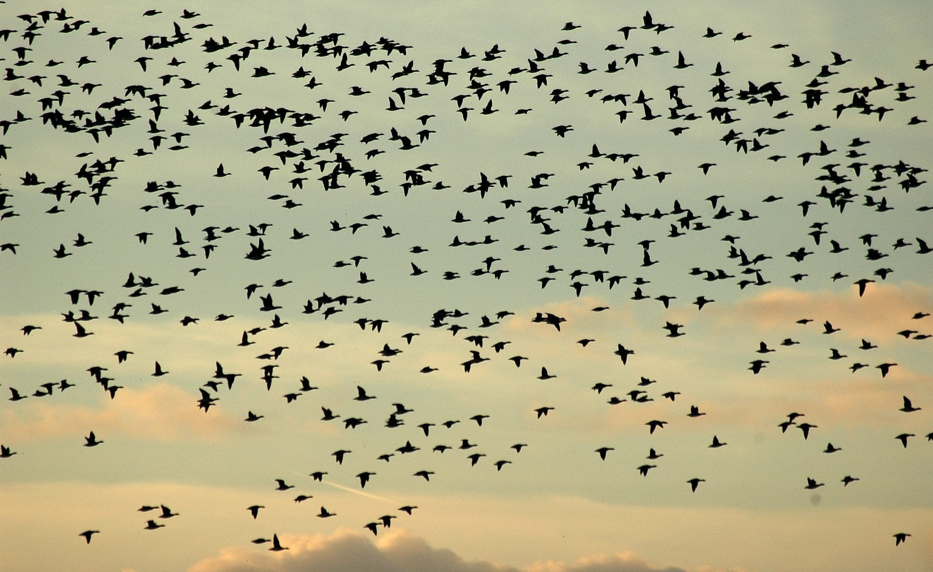 Canada goose migration outlet 2019