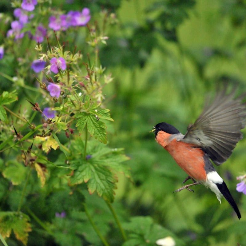 male_bullfinch_flying_in_garden_with_purple_flowers