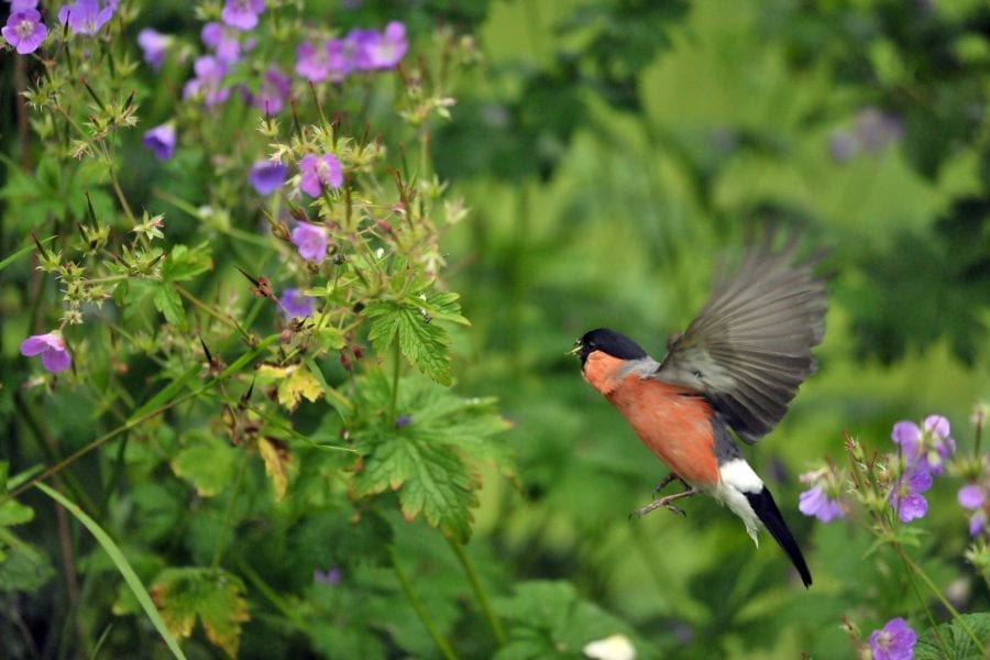 male_bullfinch_flying_in_garden_with_purple_flowers