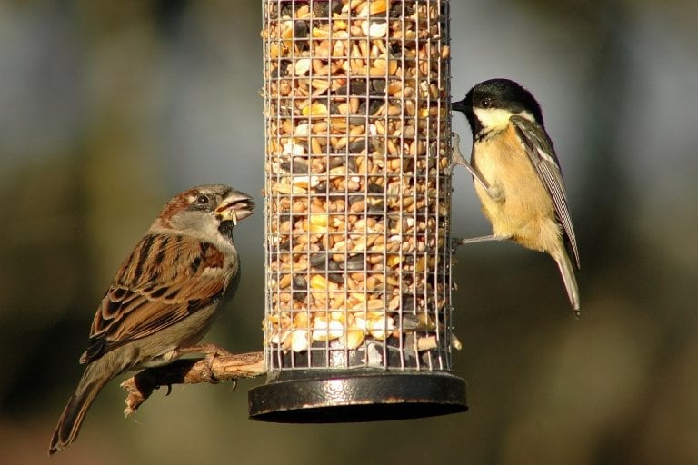 Garden Birds - BirdWatch Ireland