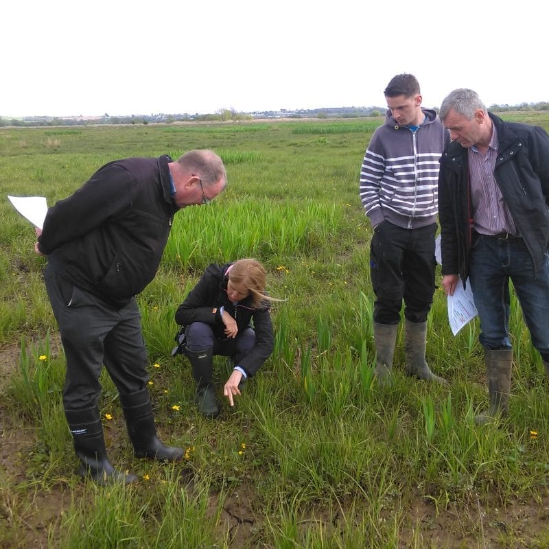 farmers-specialist advisory-breeding waders-Shannon Callows