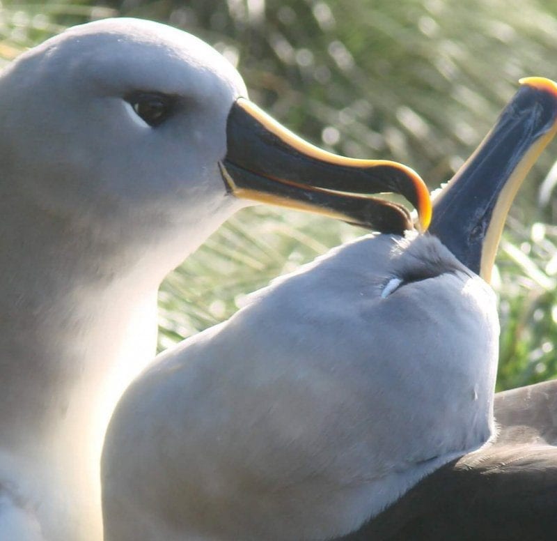 pair-of-grey-headed-albatross-on-sand-dunes