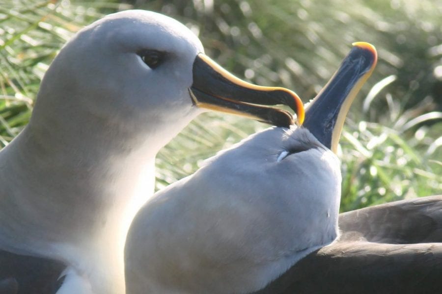 pair-of-grey-headed-albatross-on-sand-dunes