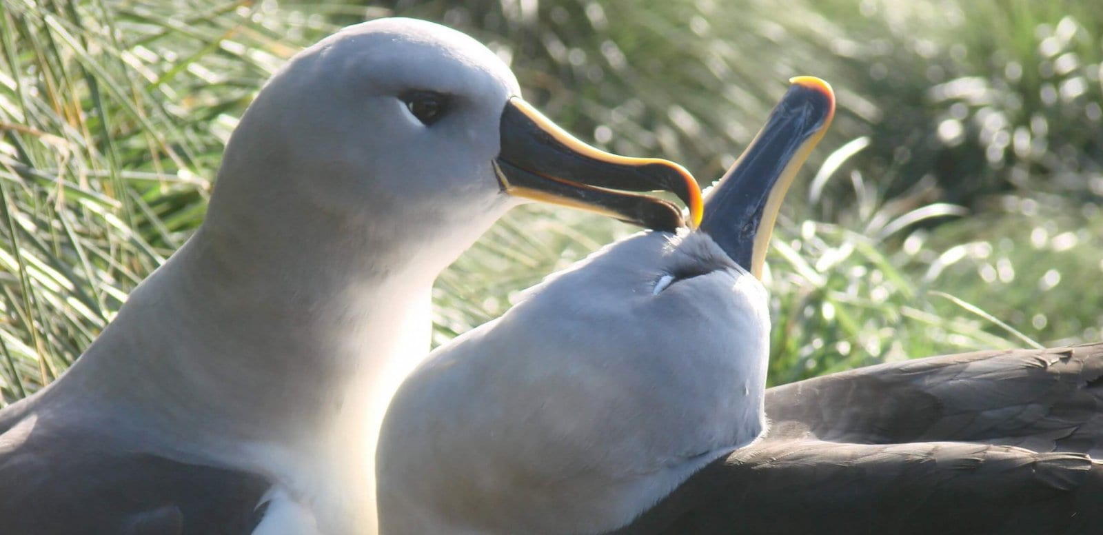 pair-of-grey-headed-albatross-on-sand-dunes