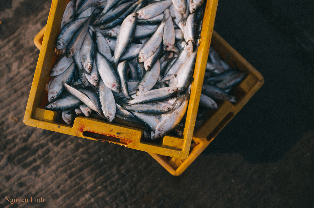 a-yellow-box-of-landed-fish