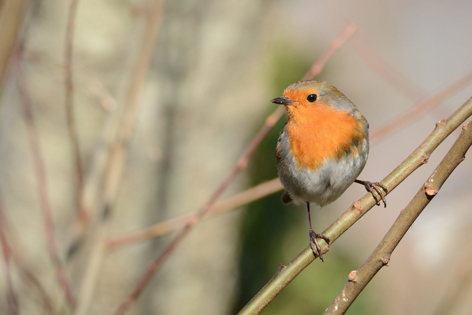 Three Beautiful Hungry Little Bird Tits Flew on a Hanging Manger