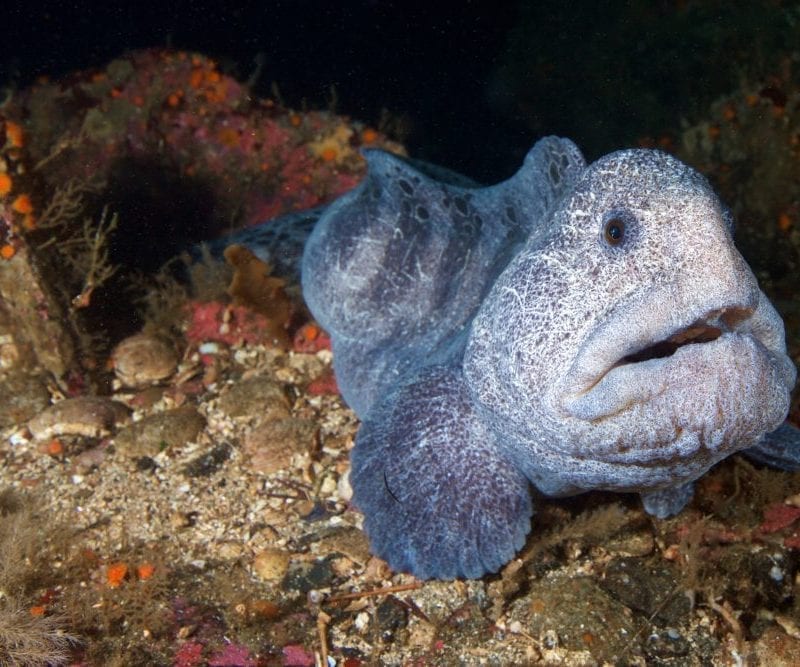 atlantic wolffish