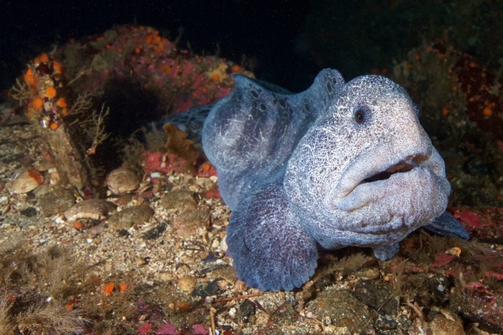 atlantic wolffish