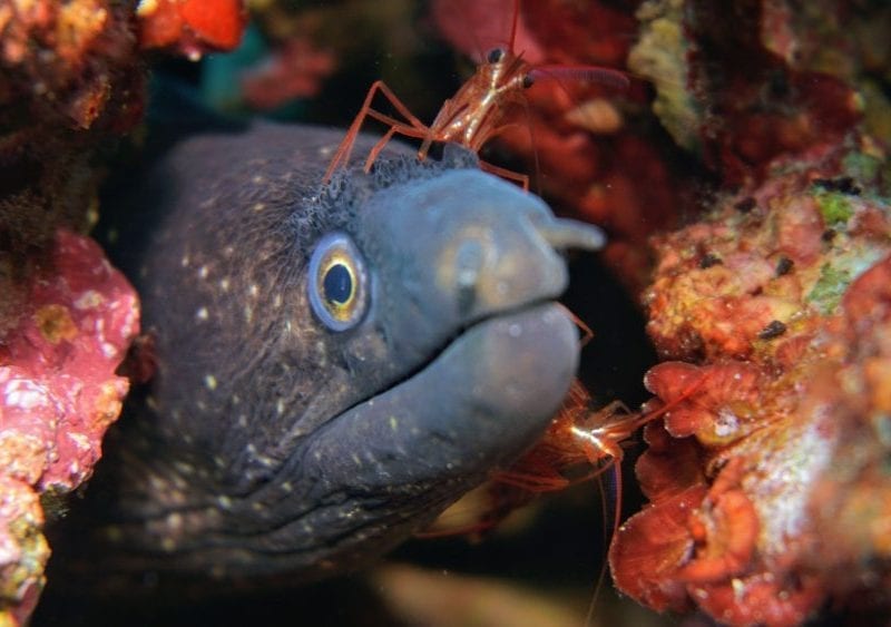 moray-eel-head