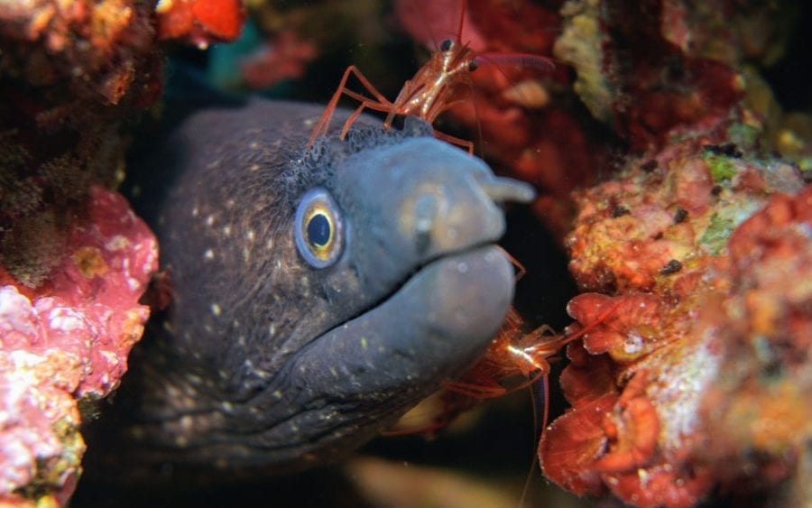 moray-eel-head